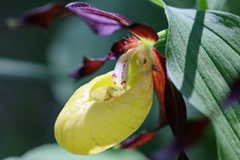 Frauenschuh Orchidee